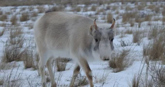 Сотни сайгаков заполонили село в Улытауской области