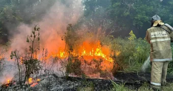 В области Абай горит уже 30 тысяч гектаров леса. Появилось видео с высоты