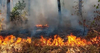 Лесные пожары охватили бывшие военные полигоны в Германии