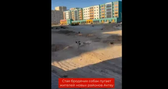 Стая бродячих собак пугает жителей новых районов Актау