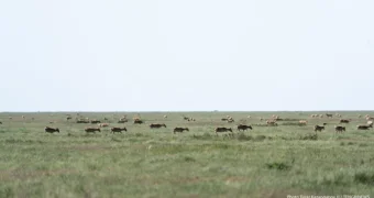 Как планируют убивать сайгаков в Казахстане