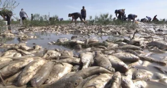 Массовый мор рыбы произошел в Атырауской области