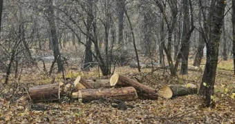 В Казахстане установят ставки для определения размеров вреда при вырубке деревьев в городах