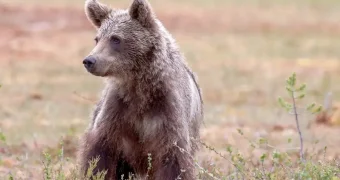 В Казахстане установлены размеры возмещения вреда за убитых животных