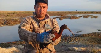 Краснокнижную каравайку спасли в Мангистау