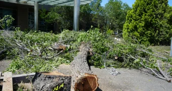 Вырубка деревьев перед гостиницей возмутила жителей Актау