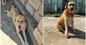 В Актау зоозащитники испытывают трудности со строительством приюта для животных