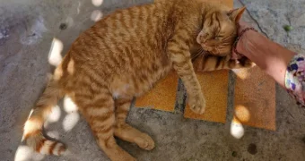 Немного о любви и ласке: кто откликнулся помочь котодому в Актау