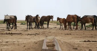 Впереди засуха: хватит ли пропитания скоту в Мангистау