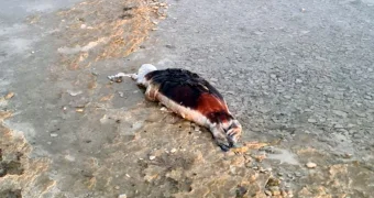 Мертвого тюленя обнаружили на берегу моря в Актау