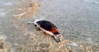 Пробы у найденного в Актау мертвого тюленя взять не удалось