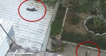 Живодёры сбросили котят с многоэтажки в Актау