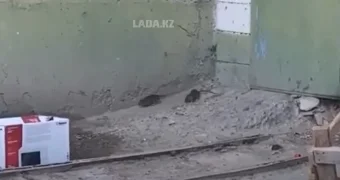 Не убивайте кошек! Жители Актау сняли на видео скопище крыс у жилого дома