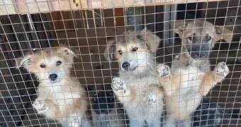 Питомник для бездомных животных планируют построить в промышленной зоне Актау