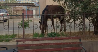 Жители Актау требуют запретить выгул лошадей в черте города