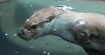 Выдра вылезла из реки и утащила ребенка под воду