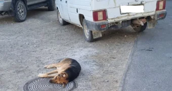 Собаку усыпили на глазах у детей в Актау