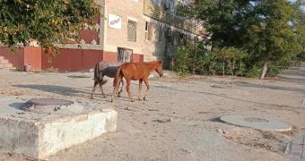 В Актау без перемен: жители вновь жалуются на гуляющих по городу лошадей