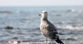 Новый источник загрязнений Каспия обнаружили ученые