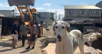 На воскресник в приюте для животных приглашают жителей Актау