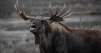 Казахстанцы рассылают видео с нападением разъяренного лося на охотника