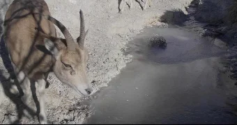 Герои фотоловушек: к водопою в Мангистау приходят лисы, волки и архары