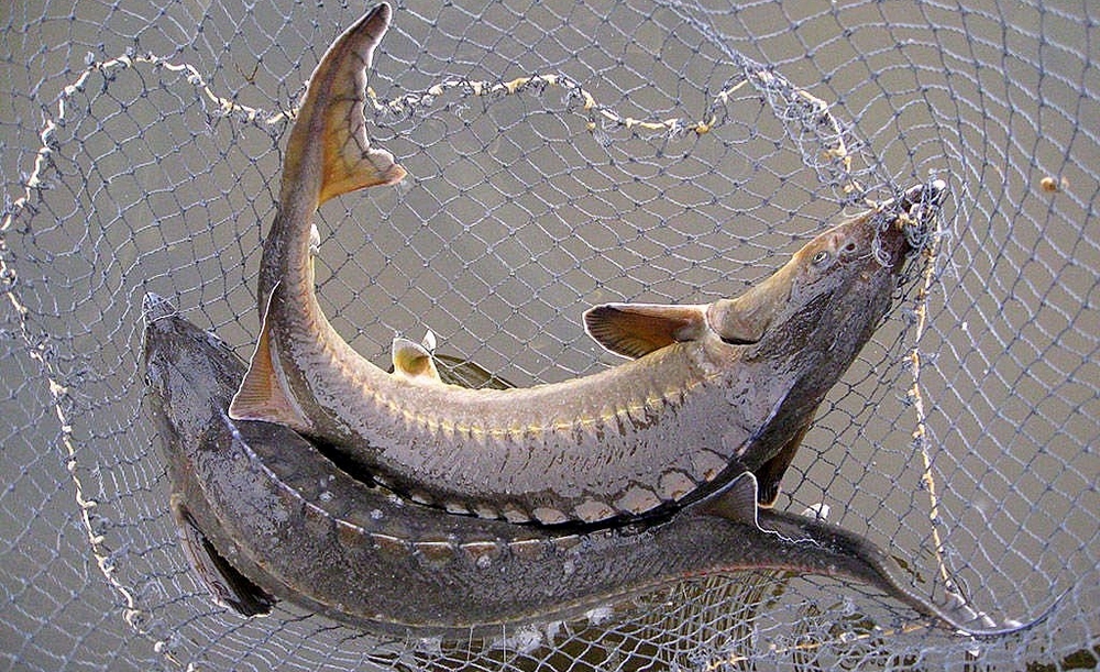 Как успешно ловить рыбу на Каспийском море - полезные советы