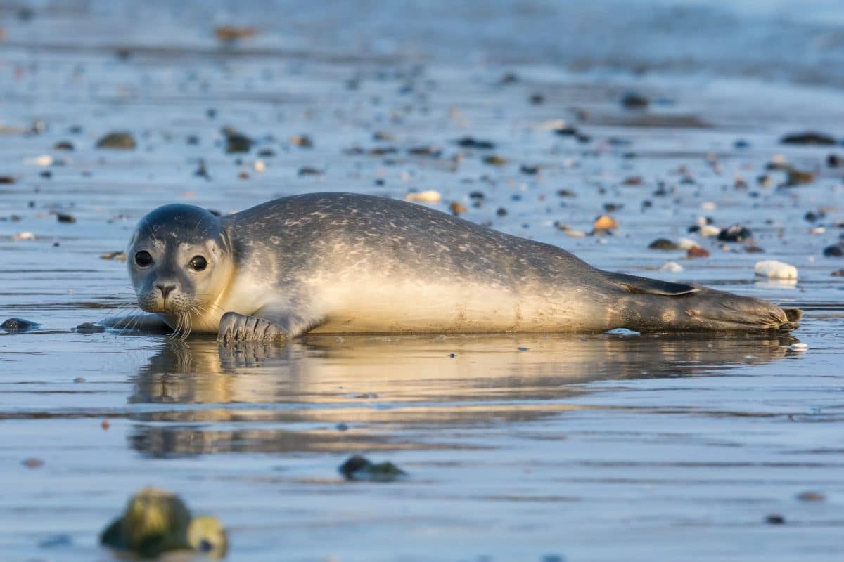 Could a Caspian seal have made it to Inderbor? VIDEO