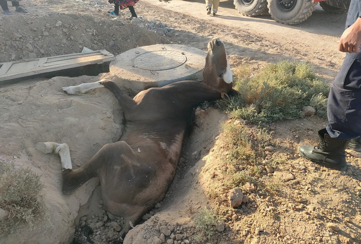 Фото ДЧС Мангистауской области