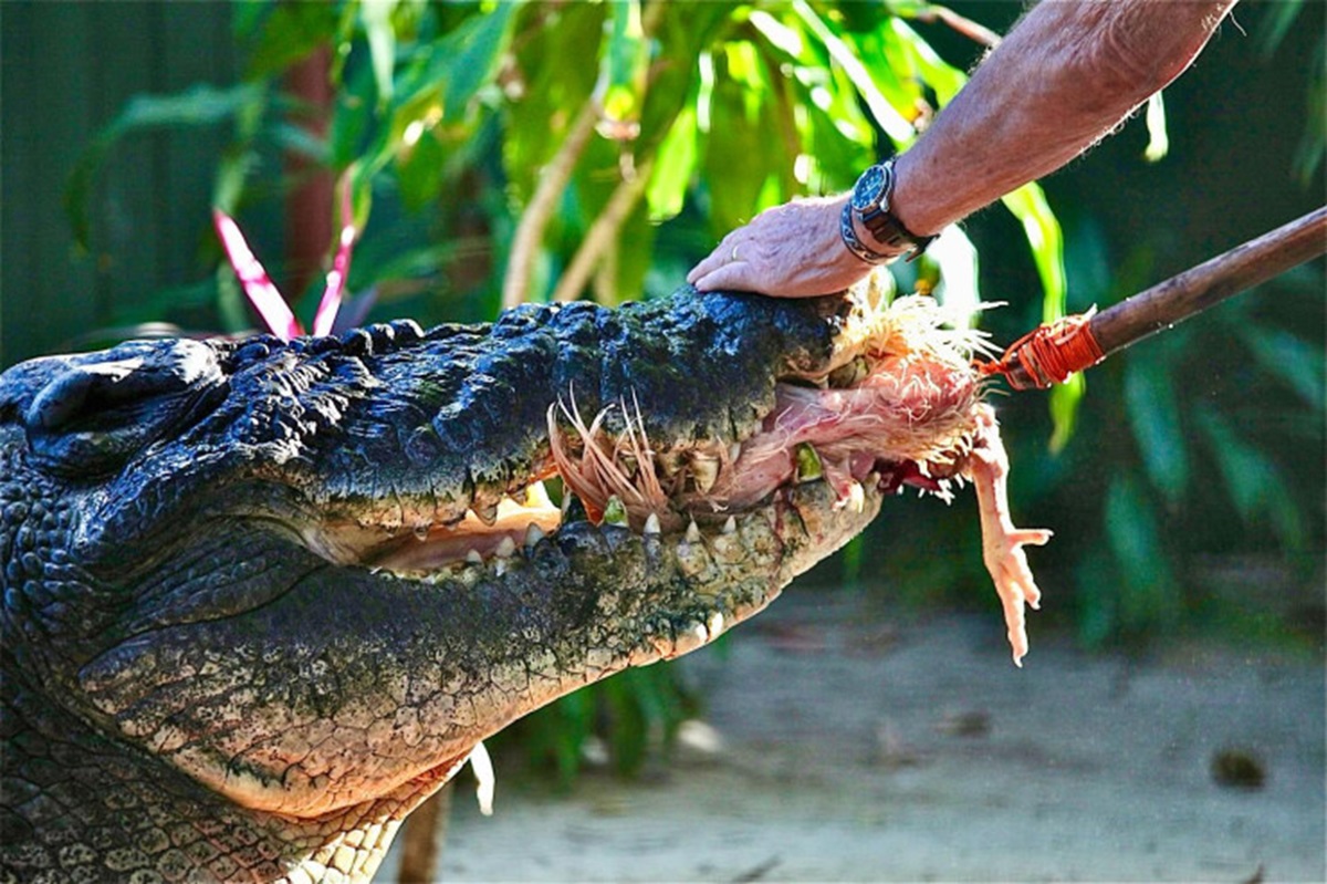 Фото: Marineland Melanesia Crocodile Habitat