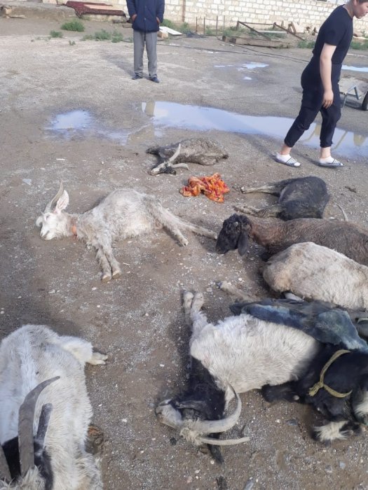 В селе Уштаган градом убило домашний скот