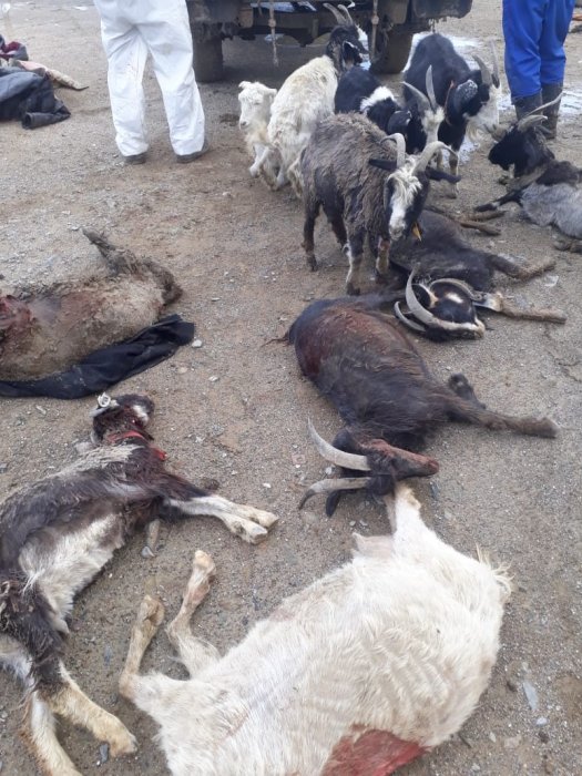 В селе Уштаган градом убило домашний скот