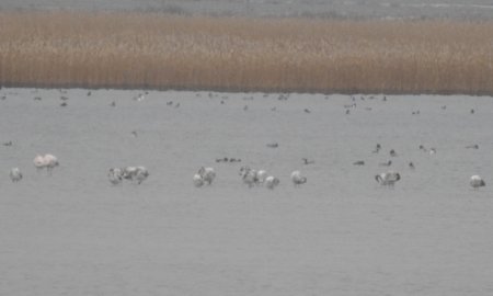 Актауские школьники сфотографировали орланов-белохвостов на озере Караколь