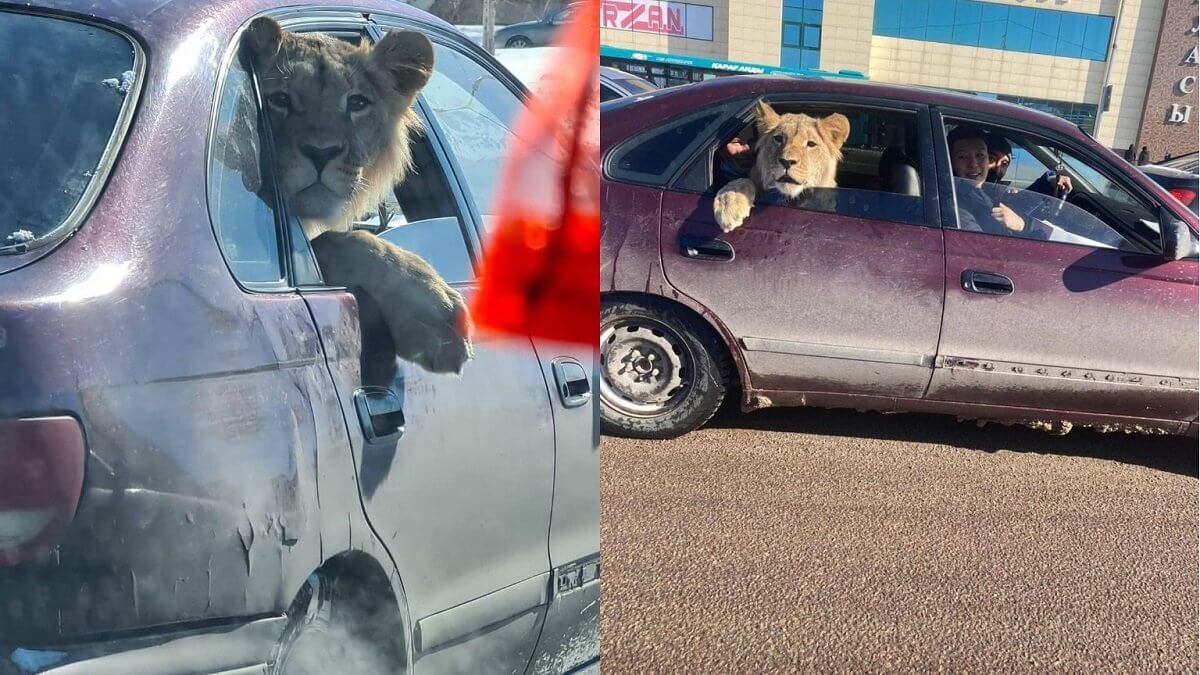 Лев в окне машины