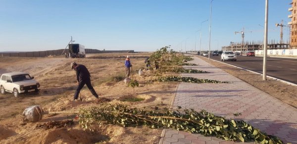 Вместо погибших тополей в Актау в выдолбленные в камне лунки высадят сосны