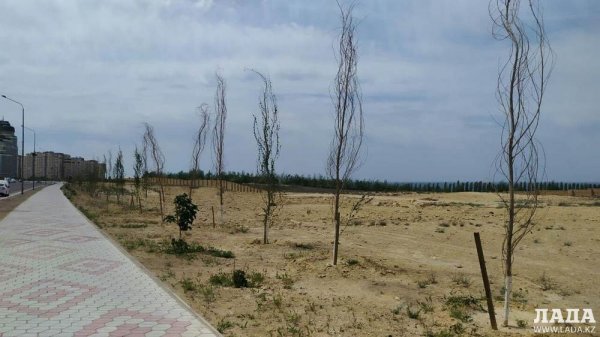 Вместо погибших тополей в Актау в выдолбленные в камне лунки высадят сосны