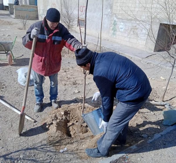 Карагачи и клёны высадили  жители Актау благодаря местному бизнесмену