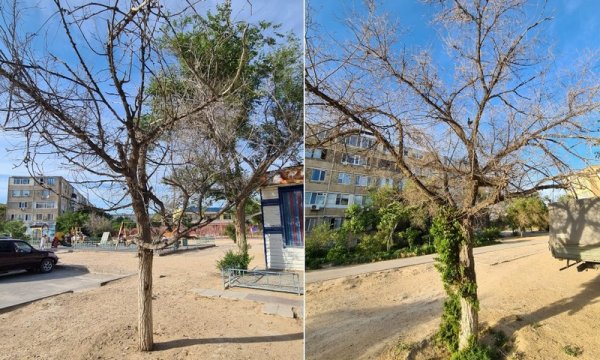 Деревья погибают в Актау