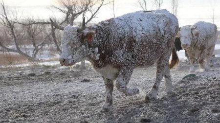 В США и Канаде невиданные морозы. Жертвами снежной бури стали более 30 человек. Миллионы людей без света, отменены сотни рейсов