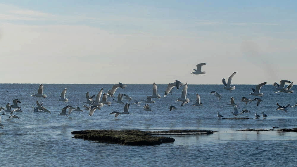 Можно ли готовить на морской воде. Личный опыт. — Икебана жизни