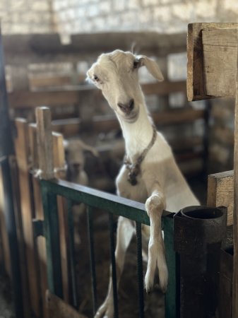 Основатели козьей фермы «Жеті лақ» из Мангистау протестируют свою продукцию на World Cheese Awards в Норвегии