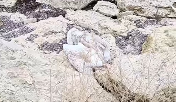 Число погибших лебедей выросло в Мангистау