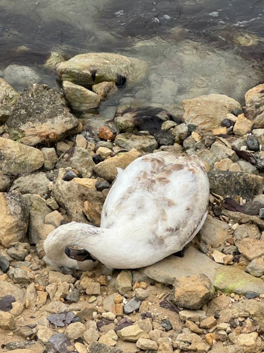 Число погибших лебедей выросло в Мангистау