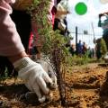 Озелените свой двор: бесплатные саженцы предлагают горожанам чиновники в Актау